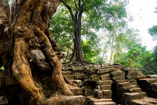 Les arbres sur les murs du temple Angkor.Cambodge . — Photo