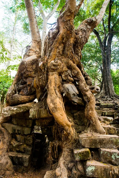 寺院の壁に木。Angkor.Cambodia. — ストック写真