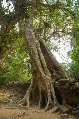 Tapınak duvarları ağaçta. Ta Prohm.Angkor.Cambodia.