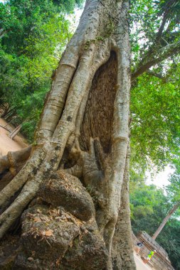 Tapınak duvarları ağaçta. Ta Prohm.Angkor.Cambodia.
