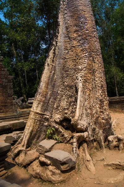 Träden på tempelmurarna. Angkor.Cambodia. — Stockfoto