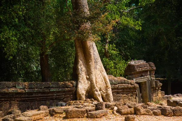 Drzewa na ścianach świątyni. Ta Prohm.Angkor.Cambodia. — Zdjęcie stockowe