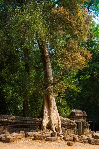 寺院の壁に木。Ta Prohm.Angkor.Cambodia. — ストック写真