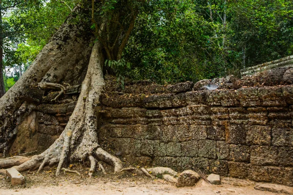 Die Bäume auf den Tempelwalls.ta prohm.angkor.cambodia. — Stockfoto