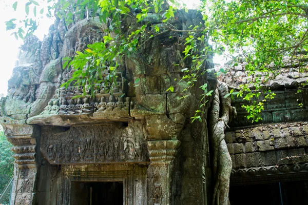 Tapınak duvarları ağaçta. Ta Prohm.Angkor.Cambodia. — Stok fotoğraf
