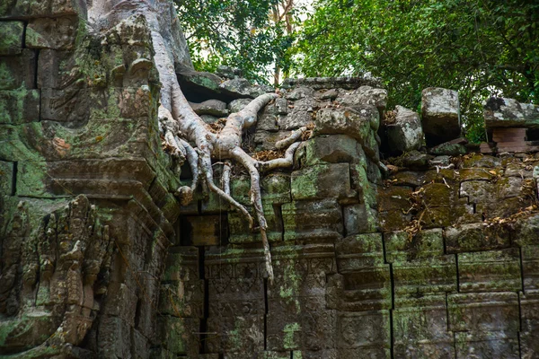 Die Bäume auf den Tempelwalls.ta prohm.angkor.cambodia. — Stockfoto