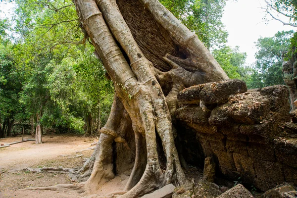 Los árboles en las paredes del templo.Ta Prohm.Angkor.Camboya . — Foto de Stock