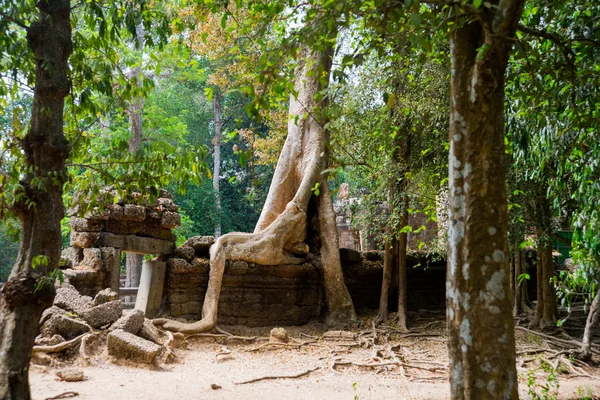 Los árboles en las paredes del templo.Ta Prohm.Angkor.Camboya . — Foto de Stock