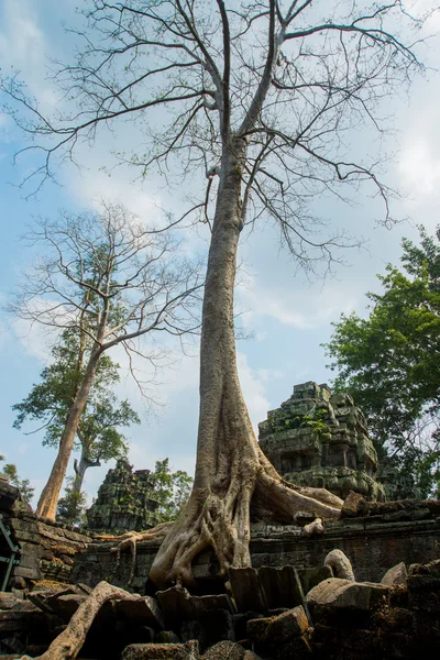 Die Bäume auf den Tempelwalls.ta prohm.angkor.cambodia. — Stockfoto