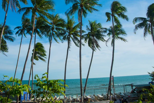 Дерева пальми проти синього неба. В'єтнам, Mui Ne, Азії — стокове фото