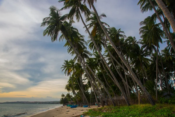 Vietnam, MUI Ne, Asya, palmiye ağaçlarının arka planını güzel bir gün batımı — Stok fotoğraf