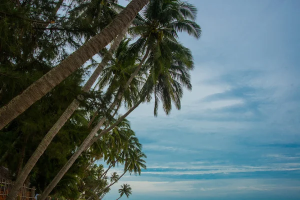 Sylwetka palmy kokosowe drzewo na zewnątrz Concept.Vietnam, Mui Ne, Azja — Zdjęcie stockowe