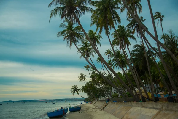 Silhouette Coconut Palm Tree Outdoors Concept.Vietnam, Mui Ne, Asia — Stock Photo, Image