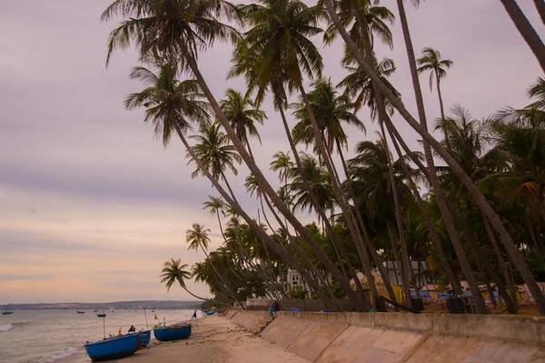 Vietnam, Mui Ne, Azië, palmbomen op de achtergrond van een prachtige zonsondergang — Stockfoto