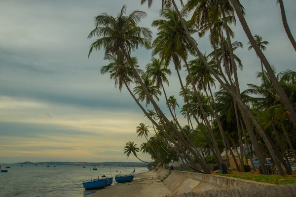 Vietnam, Mui Ne, Asia, palme sullo sfondo di un bellissimo tramonto — Foto Stock