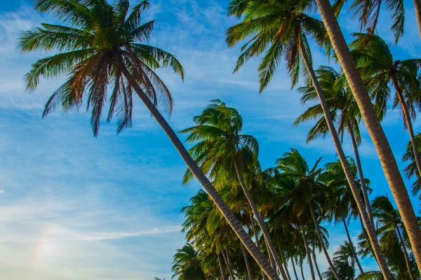 Palm trees against blue sky.Vietnam, Mui Ne, Asia — Stock Photo, Image