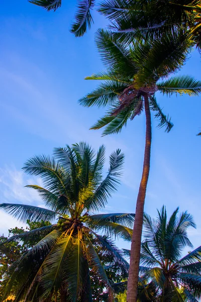 Palm trees against blue sky.Vietnam, Mui Ne, Asia — Stock Photo, Image