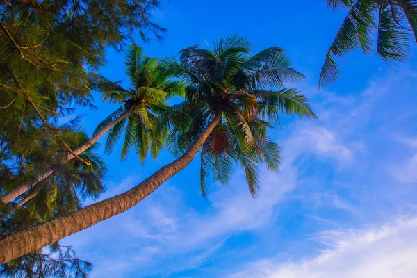 View of palm trees against sky.Vietnam, Mui Ne, Asia — Stock Photo, Image