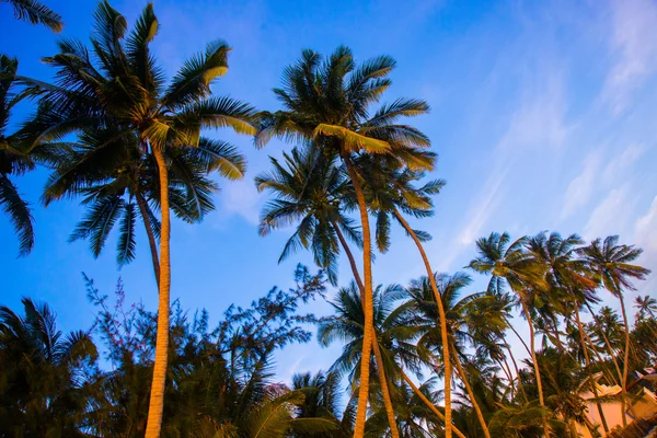 Перегляд дерева пальми проти неба. В'єтнам, Mui Ne, Азії — стокове фото