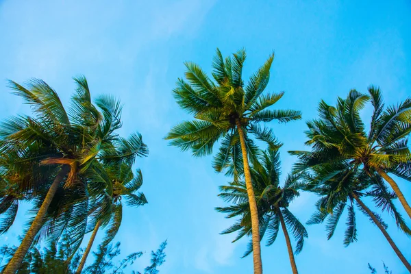 Palm trees against blue sky.Vietnam, Mui Ne, Asia — Stock Photo, Image