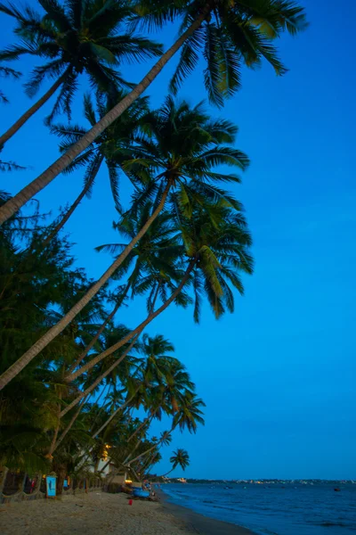 Silhouette palma da cocco all'aperto Concetto Vietnam, Mui Ne, Asia — Foto Stock