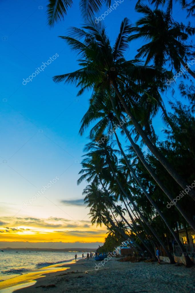 Mui Ne với hàng dừa xanh rợp trời là một miền đất đẹp và nên thơ. Hãy đắm mình trong hình ảnh những hàng cọ xanh mát và biển xanh ngắt của Mui Ne, Việt Nam để cảm nhận được sự thanh bình và yên tĩnh tuyệt vời của nó.