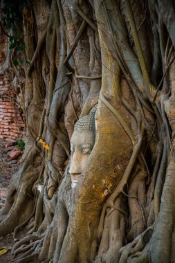 Buda kafa Ayutthaya il Tayland, bir ağacın kökleri/EC