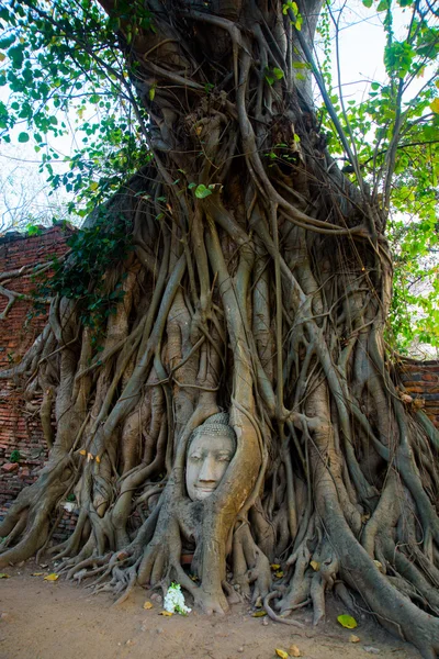 Cabeça de Buda coberta por raízes de uma árvore na província de Ayutthaya na Tailândia — Fotografia de Stock