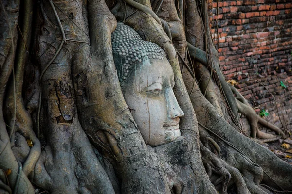 Testa di Buddha ricoperta dalle radici di un albero nella provincia di Ayutthaya in Thailandia — Foto Stock