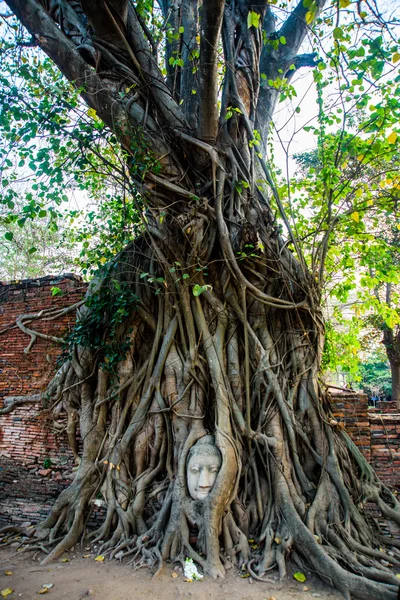 Cabeça de Buda coberta por raízes de uma árvore na província de Ayutthaya na Tailândia — Fotografia de Stock