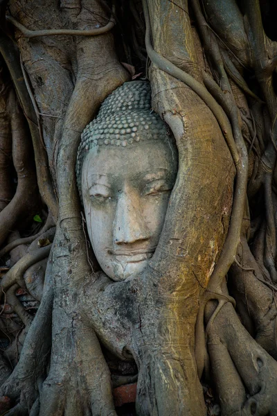 Testa di Buddha ricoperta dalle radici di un albero nella provincia di Ayutthaya in Thailandia — Foto Stock