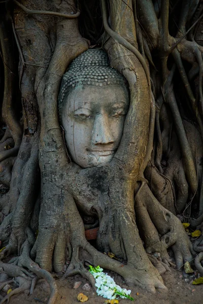 Cabeça de Buda coberta por raízes de uma árvore na província de Ayutthaya na Tailândia — Fotografia de Stock