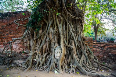 Buda kafa Ayutthaya il Tayland, bir ağacın kökleri/EC