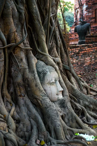 Testa di Buddha ricoperta dalle radici di un albero nella provincia di Ayutthaya in Thailandia — Foto Stock