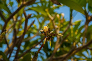  Çiçekli ağaç başlangıcı