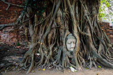 Buda kafa Ayutthaya il Tayland, bir ağacın kökleri/EC