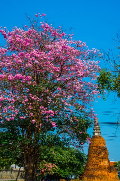 El árbol lila. Asia . — Foto de Stock