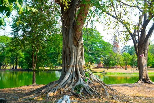 Raízes de árvores e luz do sol em uma floresta verde — Fotografia de Stock