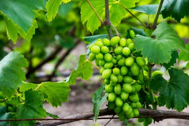 taze beyaz üzüm alanında demet