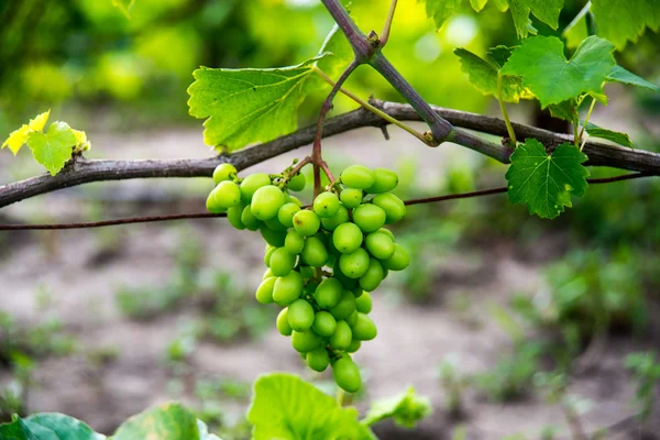 Fresh bunch of white grapes on the field — Stock Photo, Image