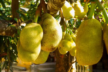 bir ağaçta büyüyen dev jackfruits