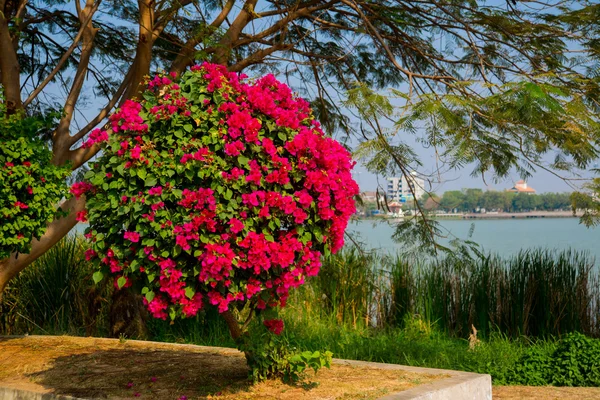 Буш с красными цветами у озера — стоковое фото