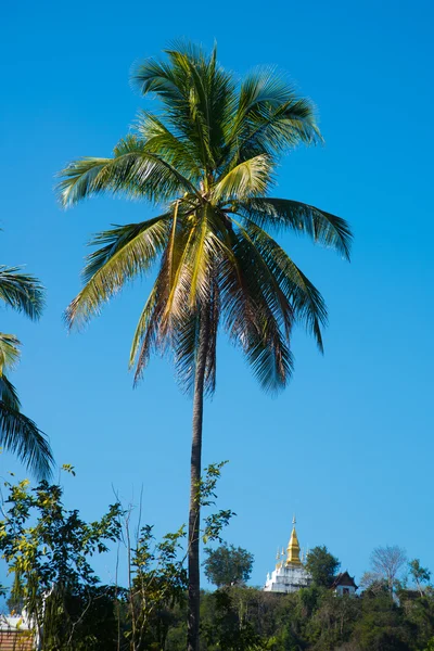 Palm.Luang Prabang.Laos. — Foto de Stock