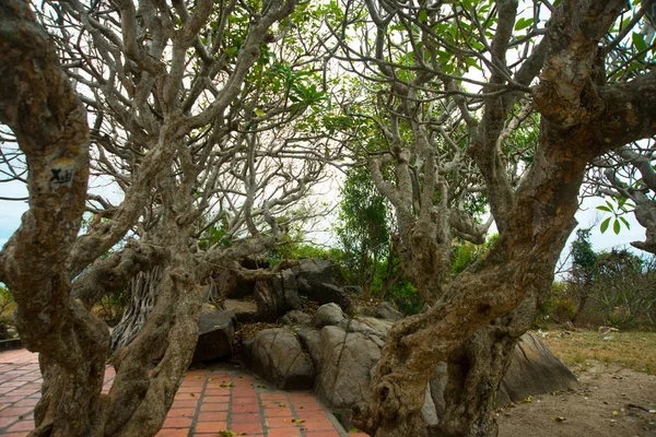 Las raíces de los árboles están en las rocas, tiempo nublado.Vietnam . — Foto de Stock