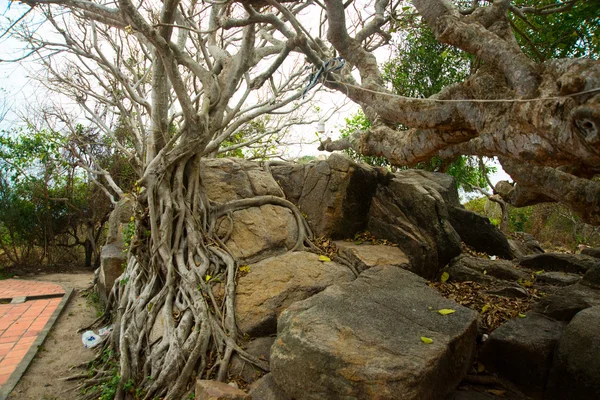 Le radici degli alberi sono sulle rocce, tempo nuvoloso.Vietnam . — Foto Stock