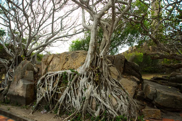 Las raíces de los árboles están en las rocas, tiempo nublado.Vietnam . — Foto de Stock