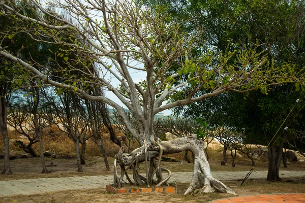 Le radici degli alberi sono sulle rocce, tempo nuvoloso.Vietnam . — Foto Stock