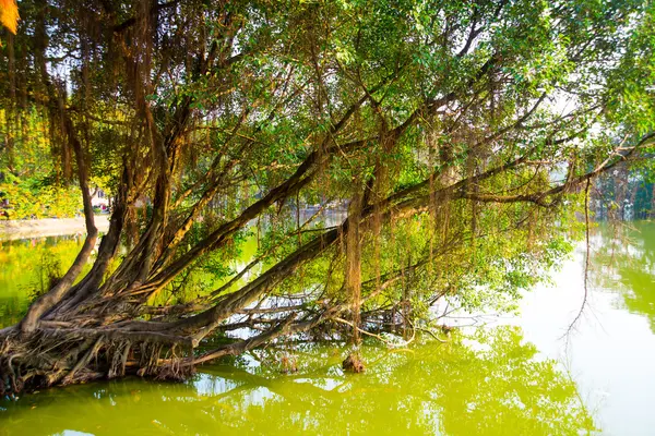 Belo lago com árvores verde.Hanói, Vietnã . — Fotografia de Stock