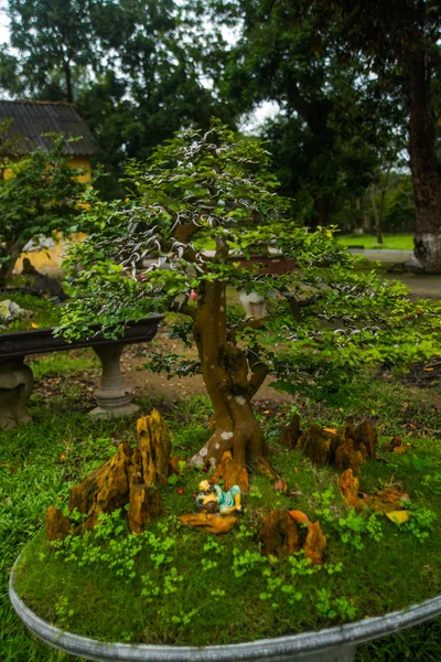 Małe drzewa w doniczce, bonsai. Wietnam — Zdjęcie stockowe