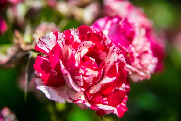 Красные розы — стоковое фото